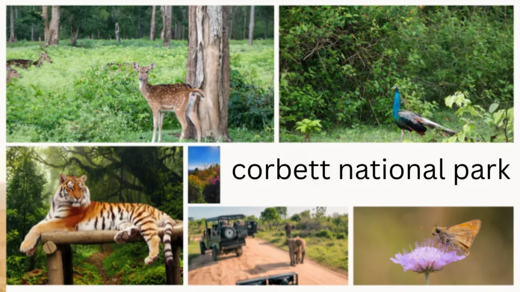 Corbett National Park Details
