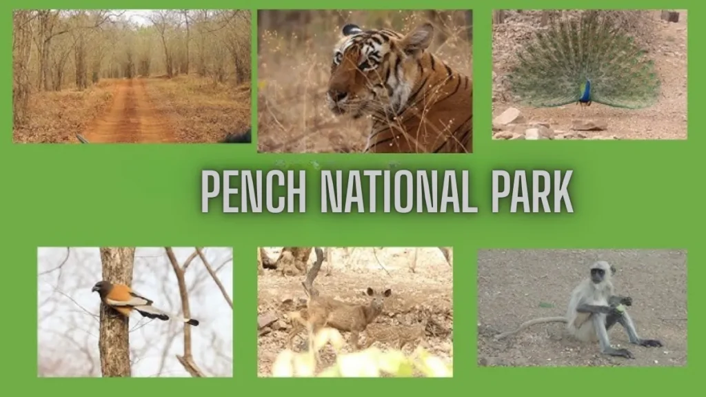 Pench National Park overview