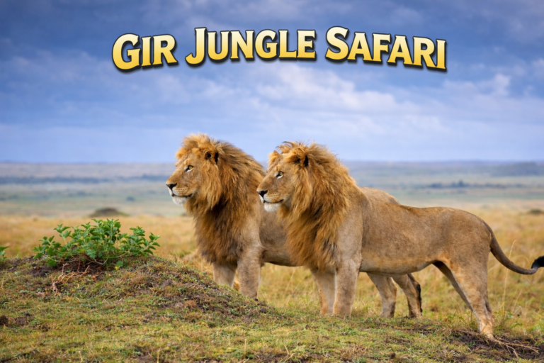 Gir Jungle Safari: