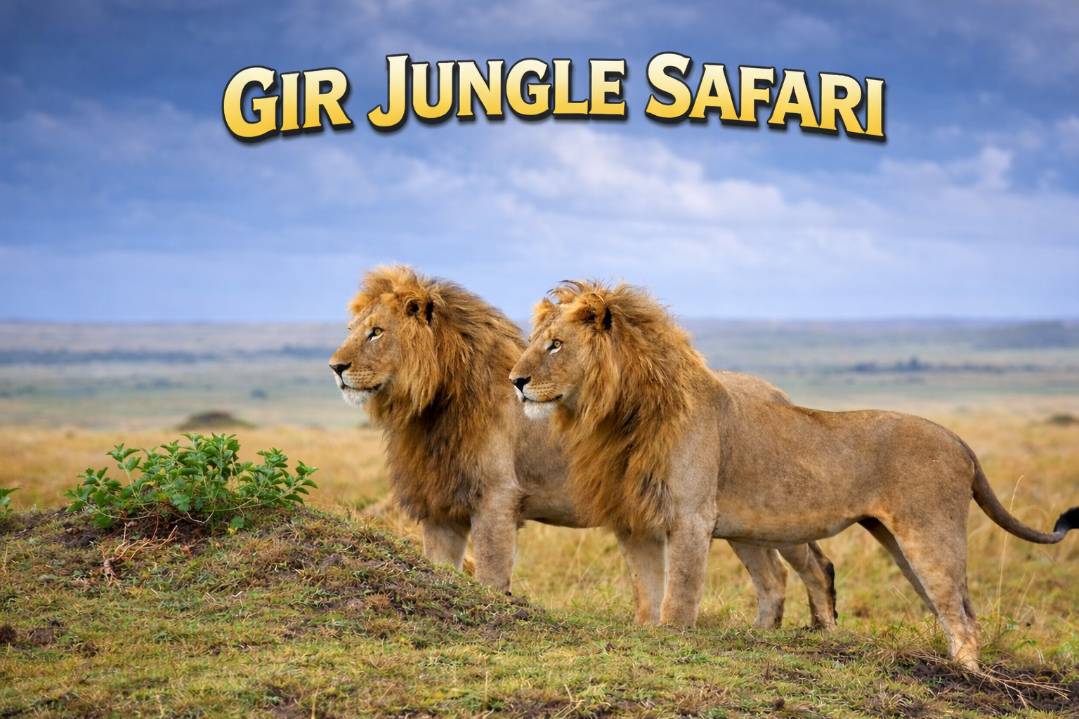 Gir Jungle Safari: